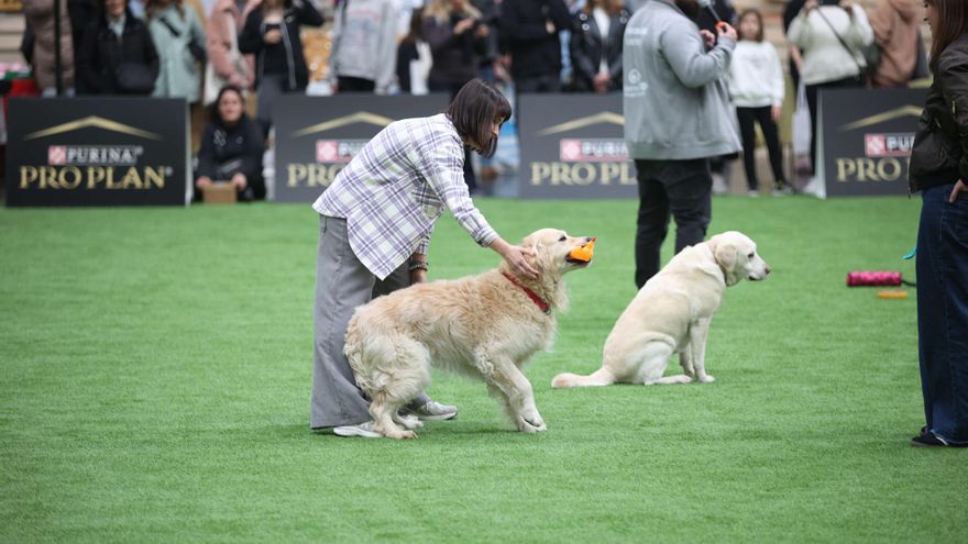 Tartas perrunas y moda animal en la primera feria de mascotas de Galicia