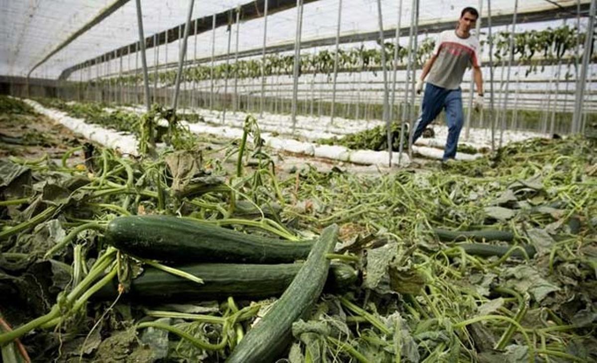 Un treballador arrenca la plantació de cogombres d’un hivernacle a Las Norias (Almeria) per la falta de venda del producte als mercats provocada per l’alerta sanitària registrada a Alemanya.
