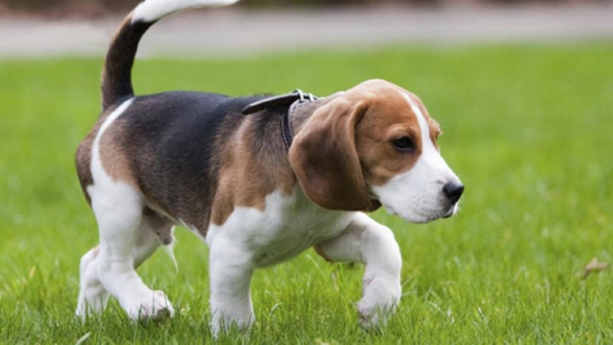 Beagle.