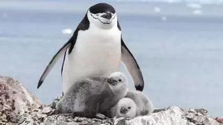 La peculiar forma de descansar de los pingüinos antárticos [Pub. programada]