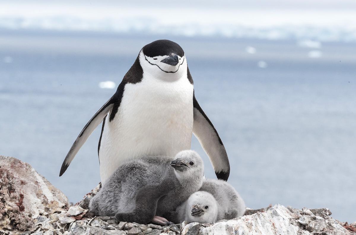 Un pingüino barbijo duerme un instante mientras cuida a sus polluelos.