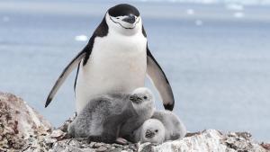 Un pingüino barbijo duerme un instante mientras cuida a sus polluelos.