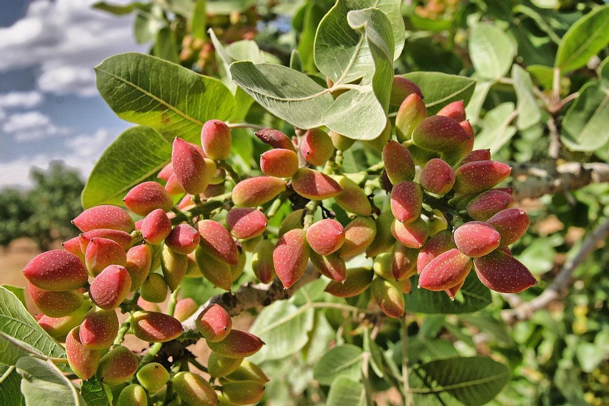 Pistacho en flor