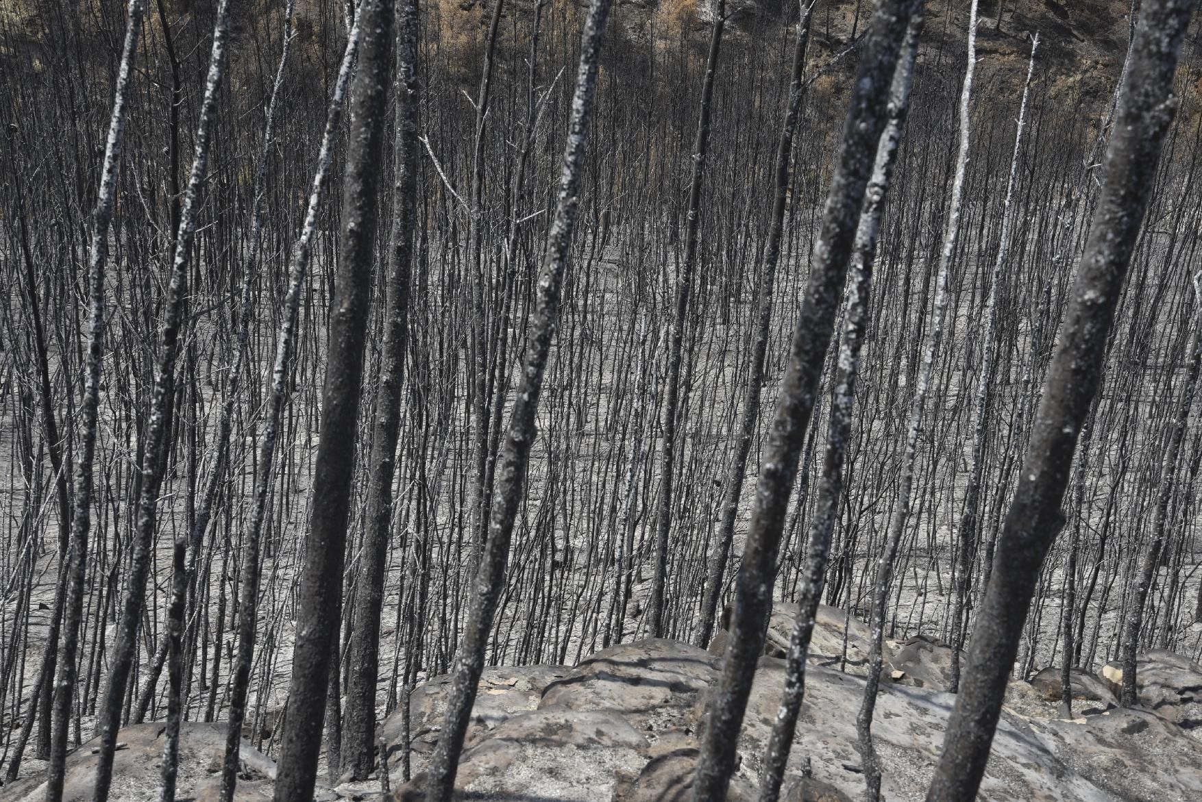 Així ha afectat el foc les tines de la Vall del Flequer