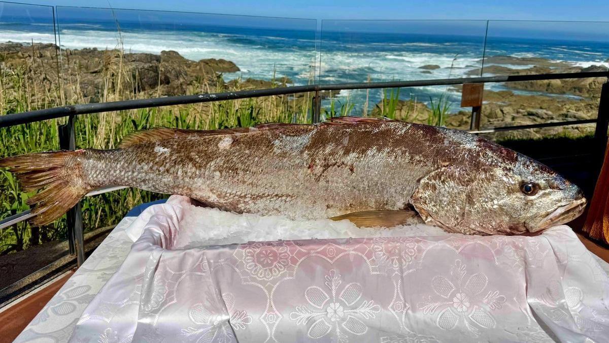 La corvina salvaje de más de 30 kilos.