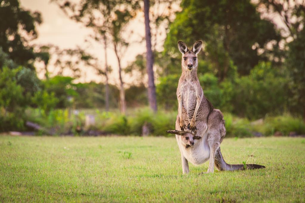 Australia... o el país de los canguros.