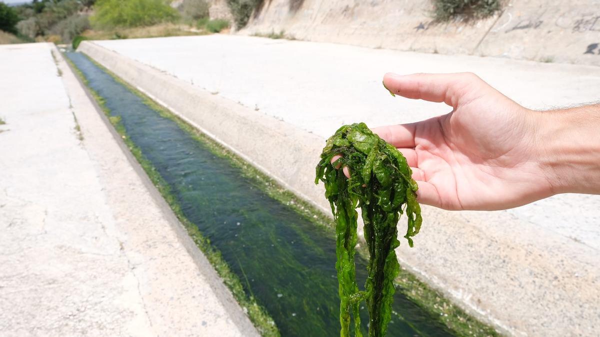 La Enteromorpha intestinalis presente en el cauce del río a su paso por Elda.