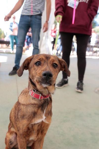 Concurso de perros en La Aldehuela