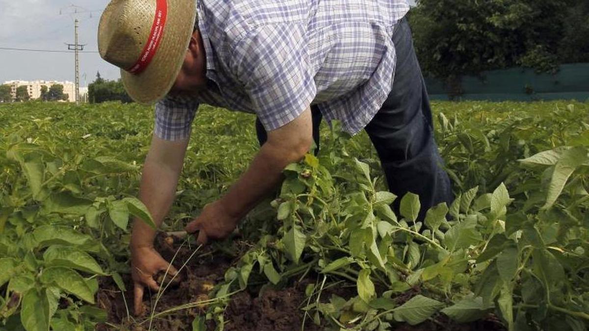 Un 'llaurador' realiza trabajos en el campo.