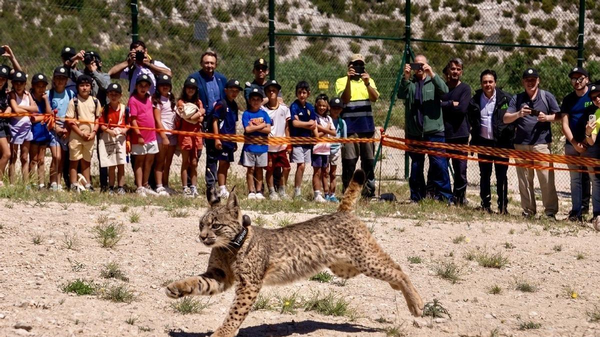 Ejemplar de lince ibérico soltado en Torrecilla de Valmadrid.