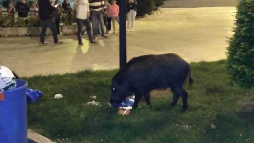 Un jabalí buscando comida en unos cubos de basura en La Florida.