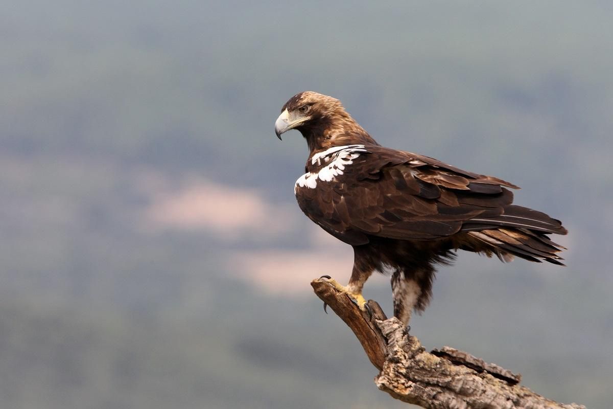 Águila imperial, especie en peligro