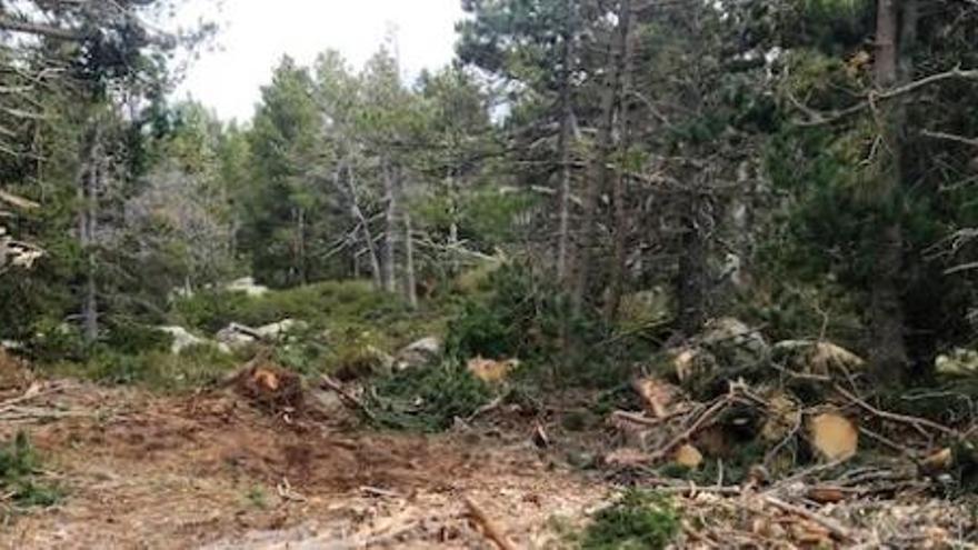 La zona del bosc de la Feixa, al municipi de Ger, on l&#039;Ajuntament ha promogut una tala