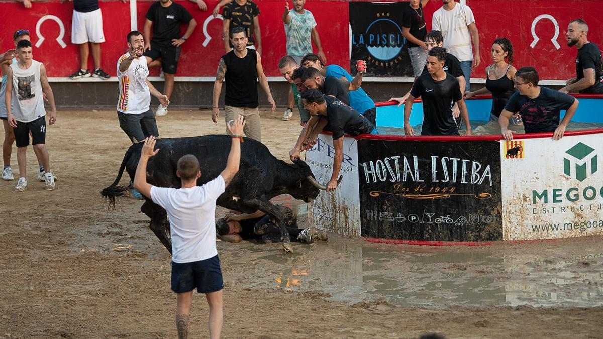 Correbous organizado durante la fiesta mayor de Vidreres, el pasado agosto, en una foto cedida por AnimaNaturalis.