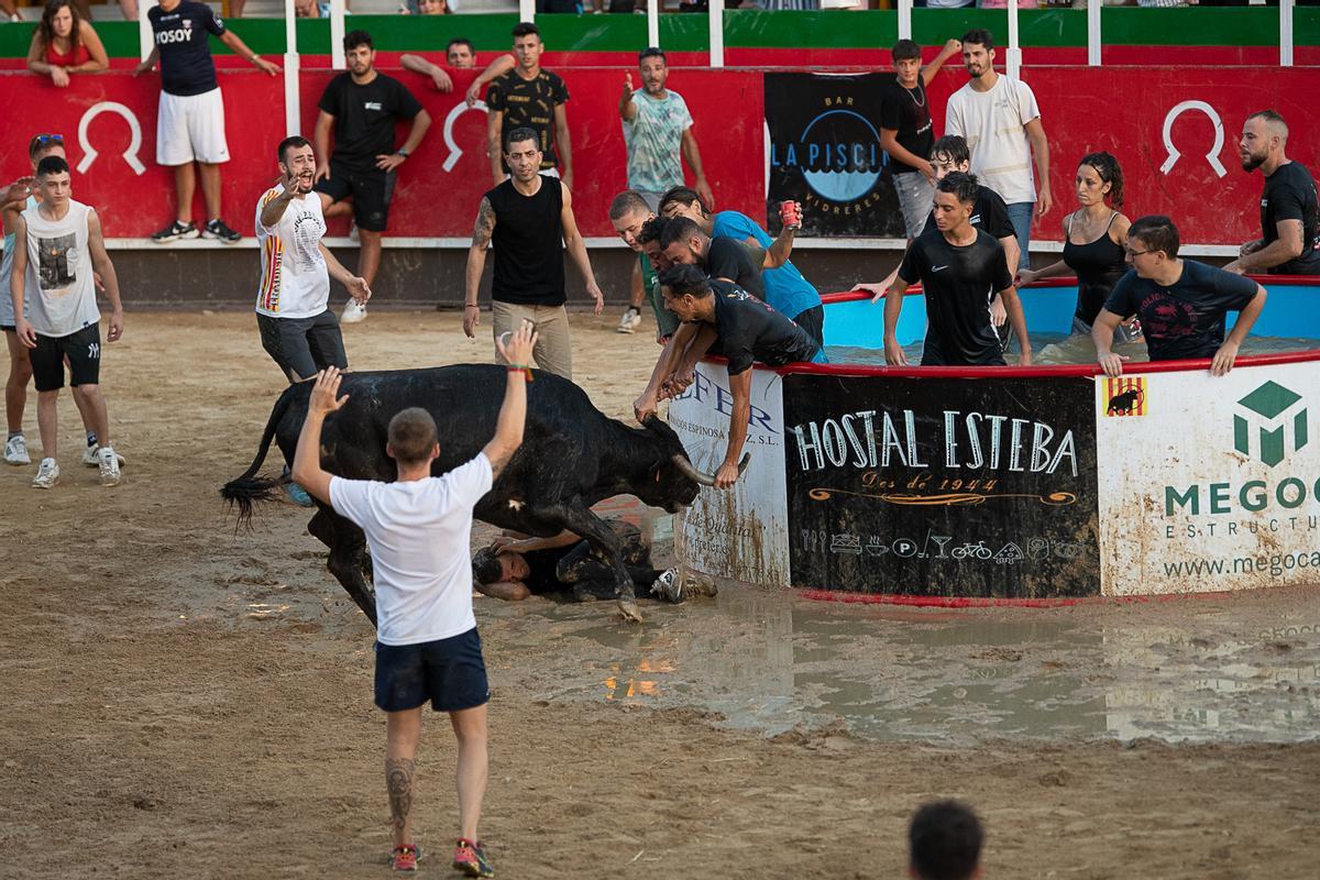 Correbous organizado durante la fiesta mayor de Vidreres, el pasado agosto, en una foto cedida por AnimaNaturalis.