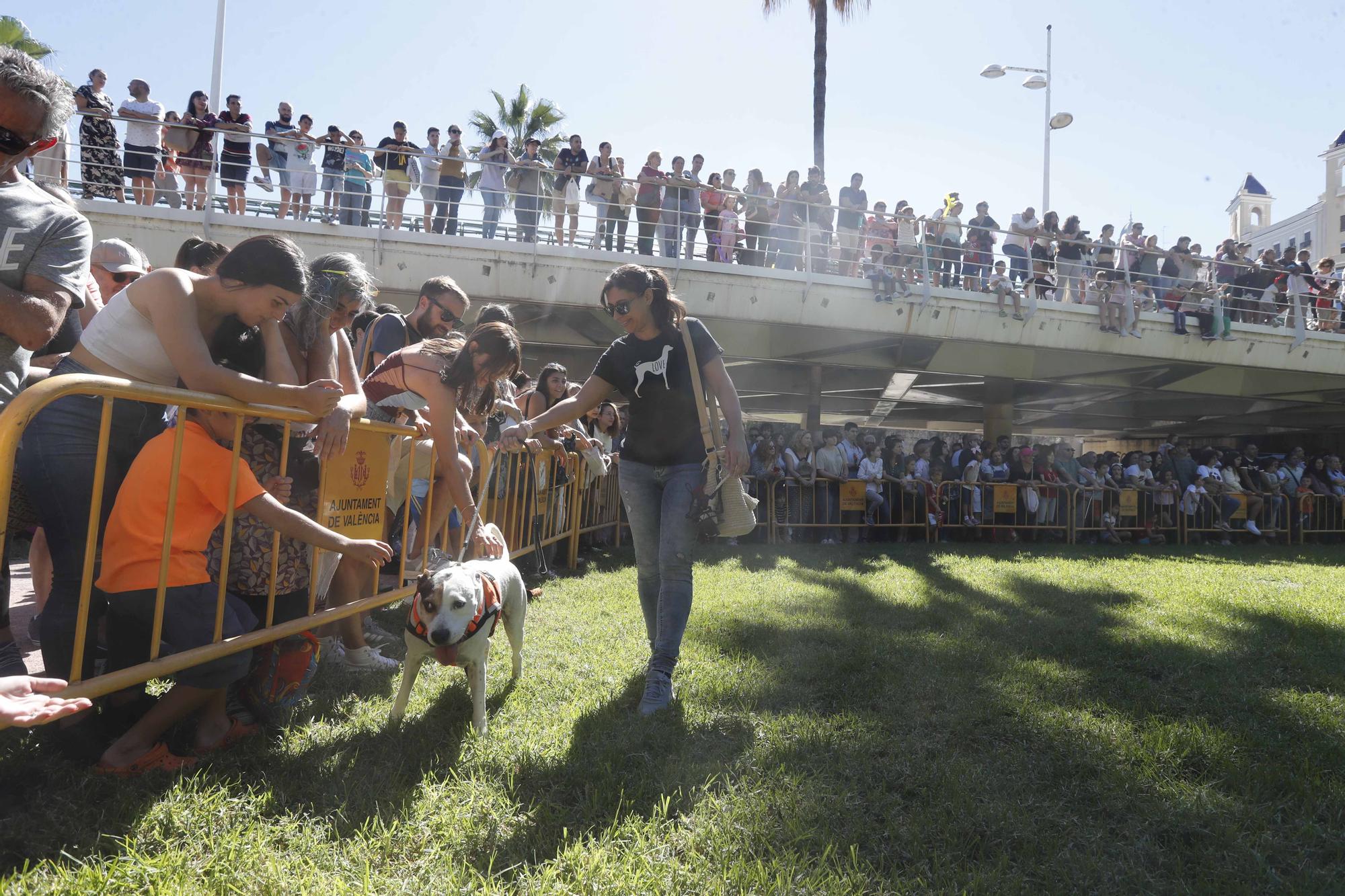 La Feria Animalista de València, en imágenes