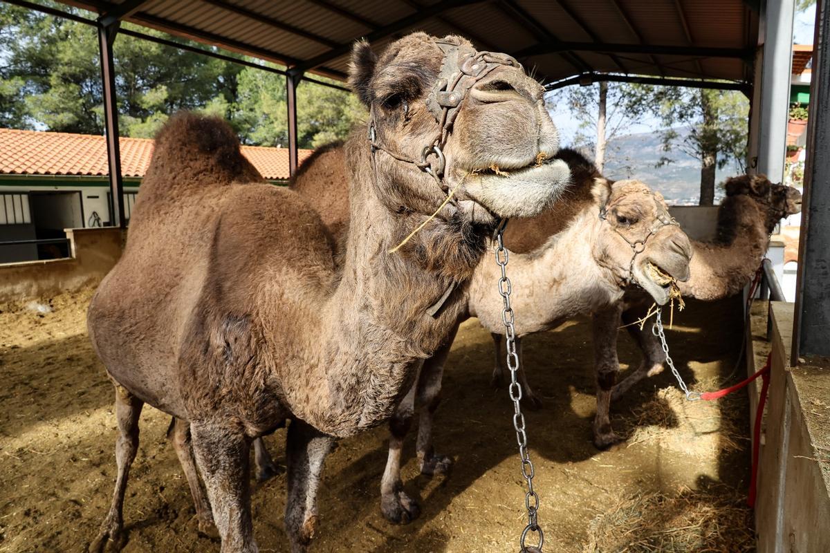 Los dromedarios ya están listos para trasladar a los Reyes Magos de Alcoy