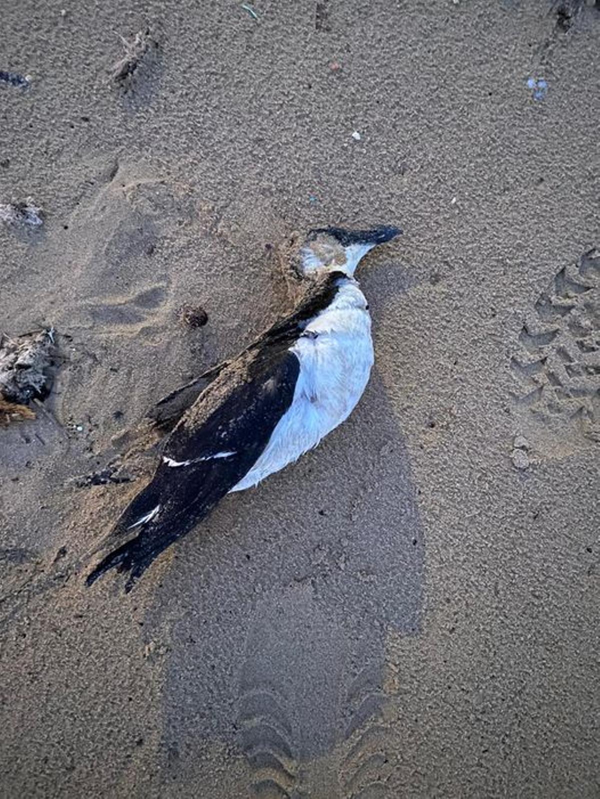 Alca común hallada en la playa de La Mata el pasado viernes