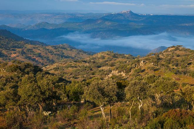 Sierra Morena, territorio Lince