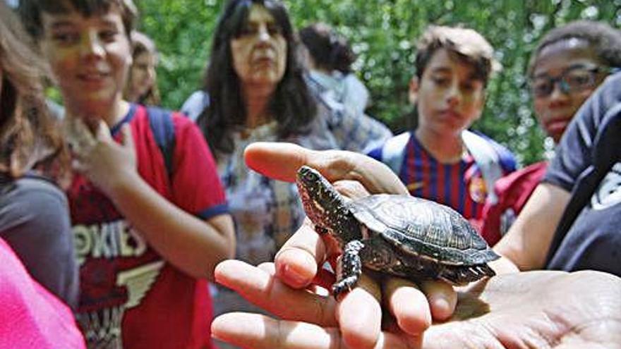 L&#039;alliberament de tortugues al passallís de Sobrànigues, ahir al matí.