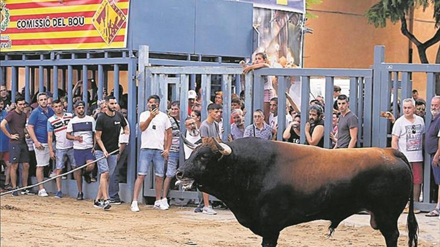 Ambiente de gala para abrir el calendario del ‘bou per la vila’