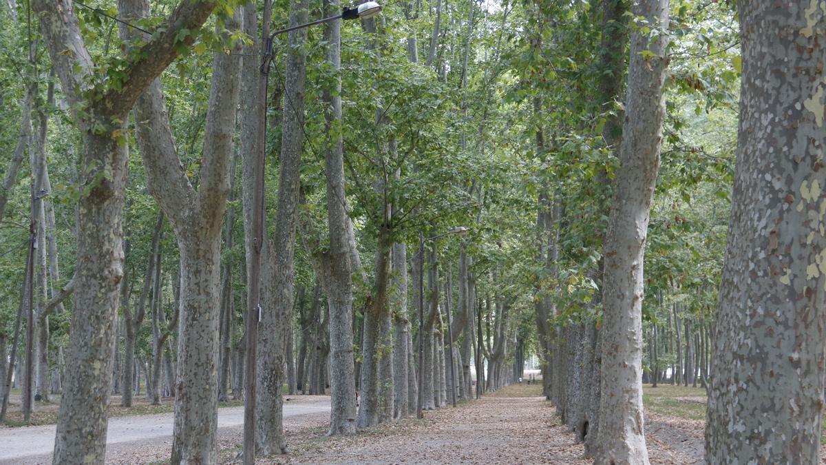 Un dels camins que va en paral·lel al passeig del Ter del parc urbà de la Devesa de Girona amb un dels fanals que il·lumina la zona el 7 d&#039;agost de 2019