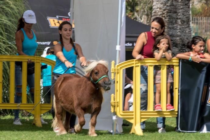 II Feria de Mascotas en Maspalomas