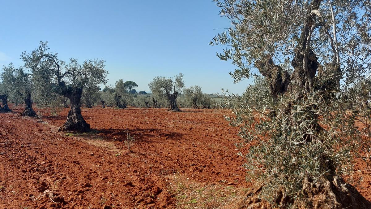 Zona de olivar tradicional en Tierra de Barros