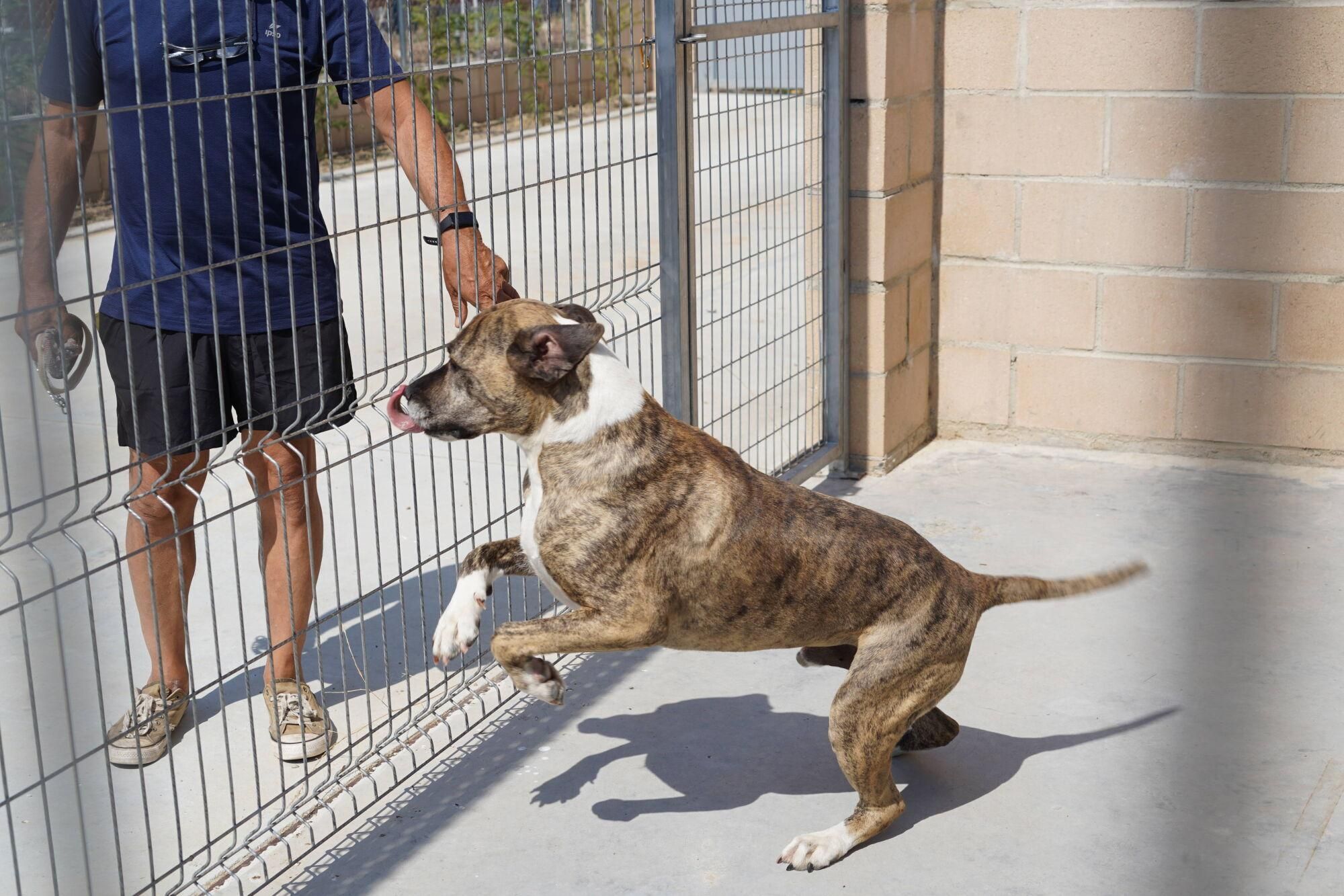 Visita a las instalaciones del nuevo Centro de Protección Animal