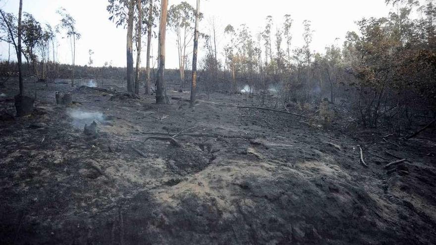 Todavía ayer se podían apreciar en la zona rescoldos de humo en un terreno arrasado. // I. Abella