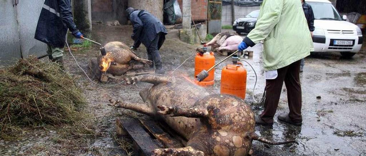 Matanza en una casa de Santiso, en Lalín, donde se sacrificaron cuatro cerdos. // Bernabé/Luismy