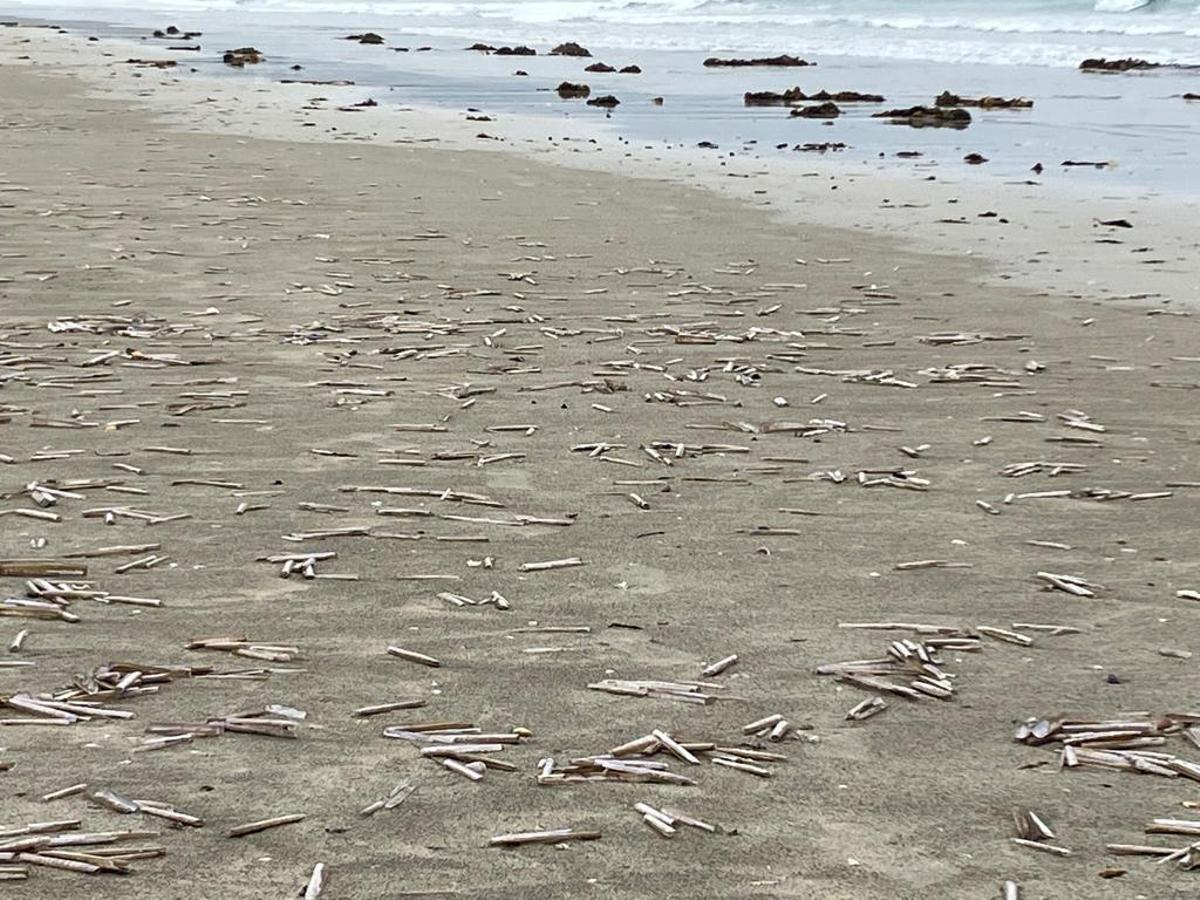 Las conchas cubrieron buena parte de la playa.