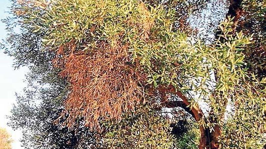 La &#039;xylella fastidiosa&#039; se expande en Mallorca