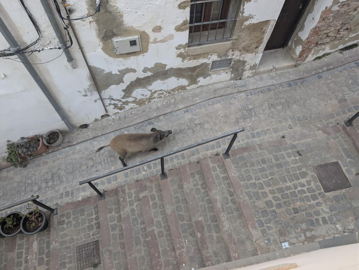 Uno de los animales por la calle