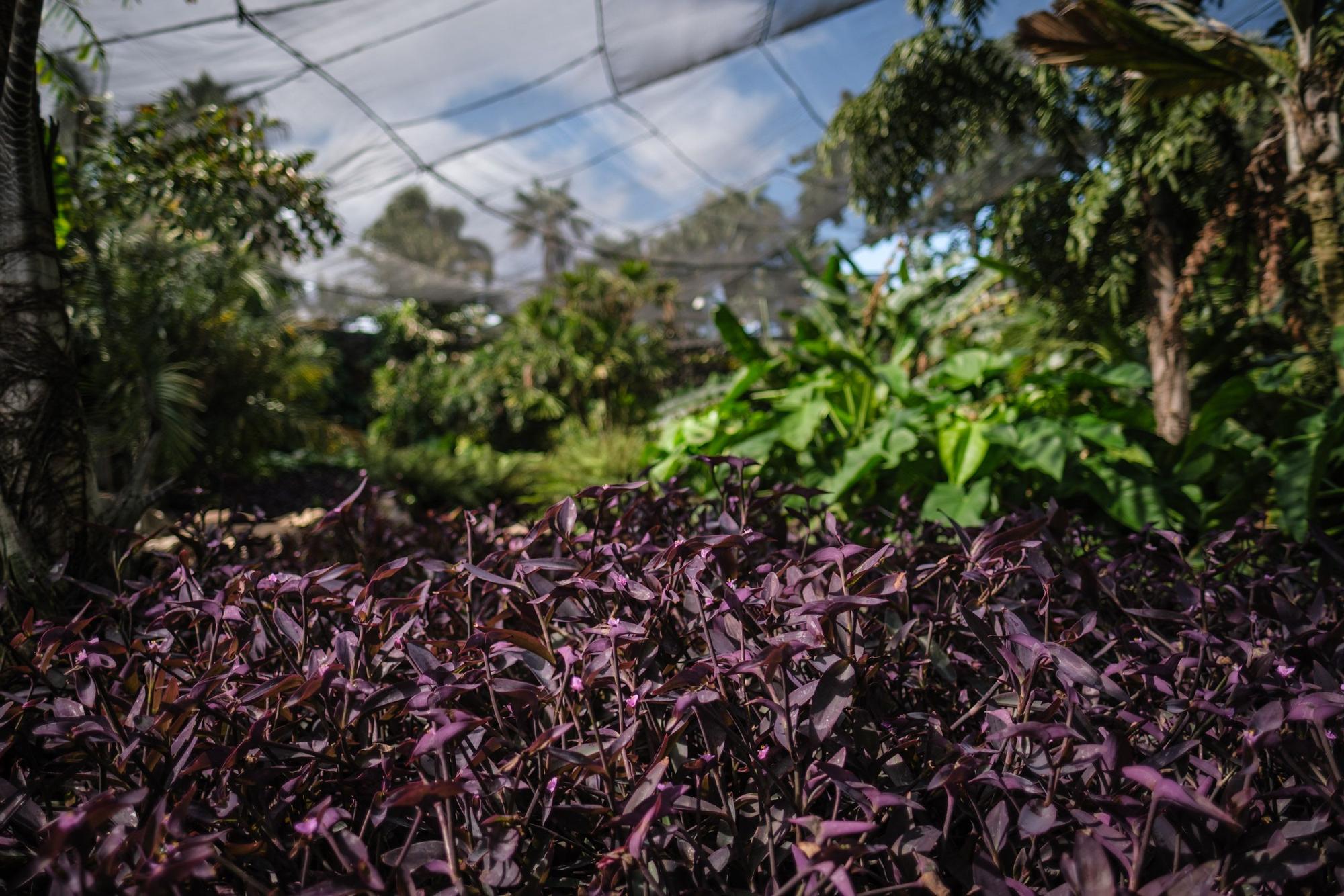 Reportaje Palmetum de Santa Cruz de Tenerife