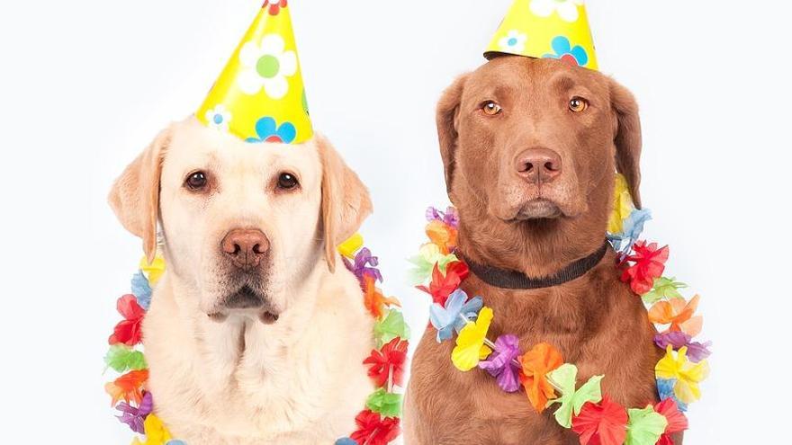 A mi perro le encanta la fiesta