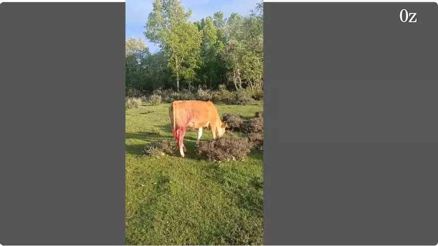 Ataque del lobo en una explotación vacuna en Asturianos (Zamora)