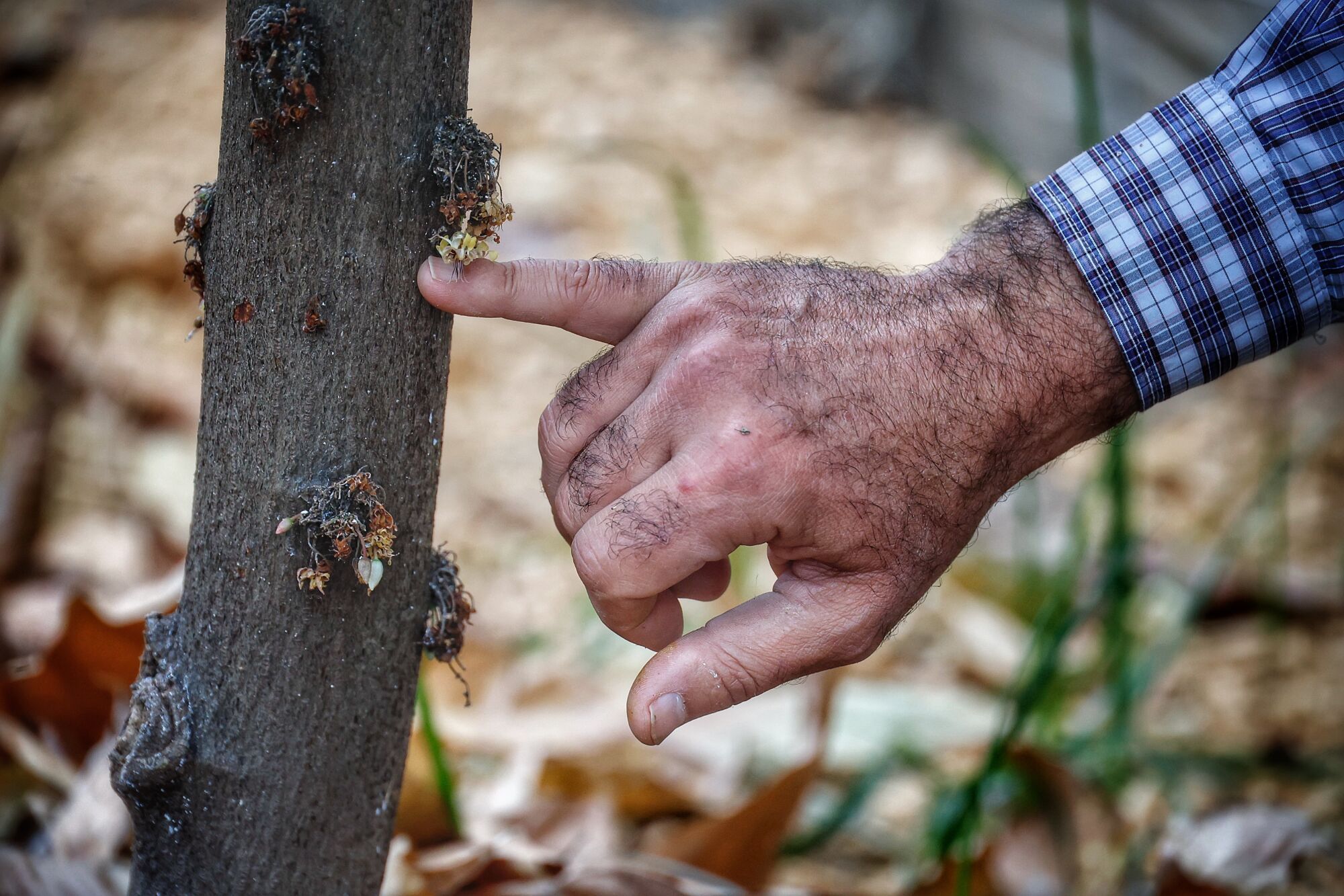 Finca de cacao en Valle de Guerra