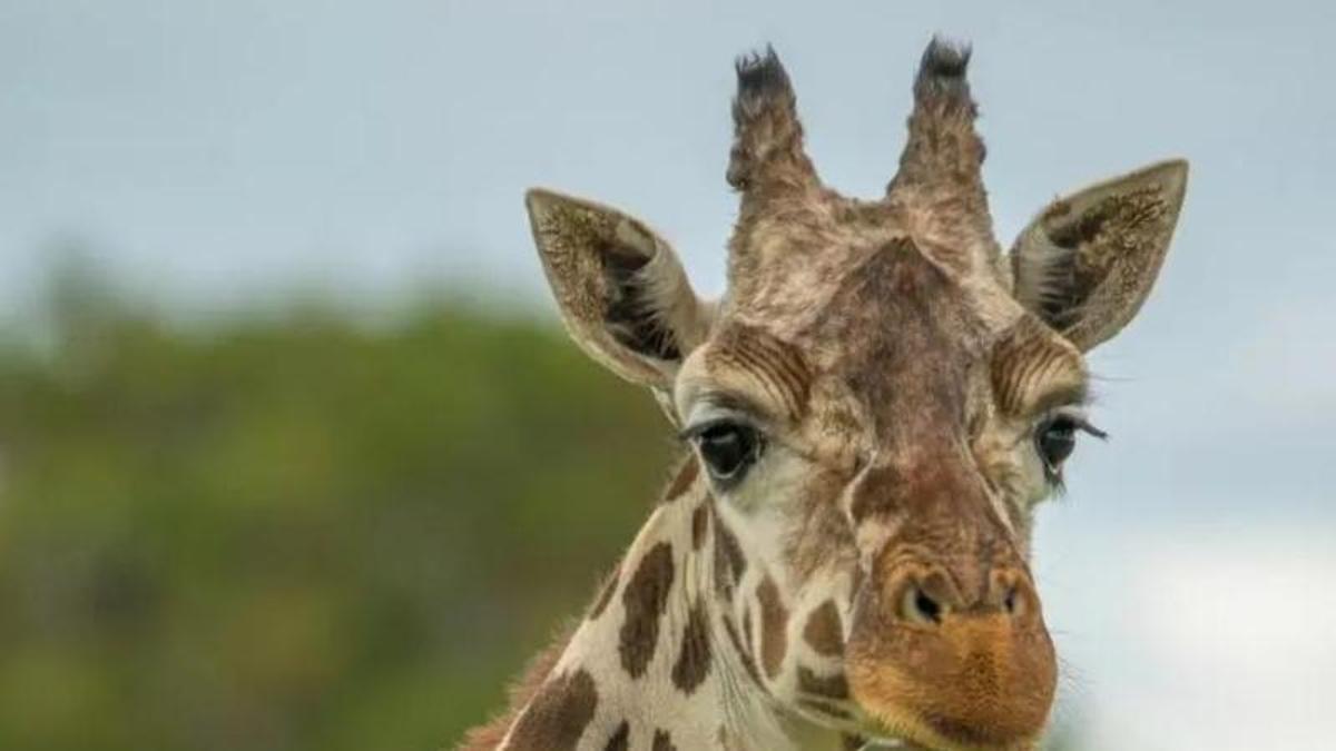 Giraffe Leti ist verstorben.