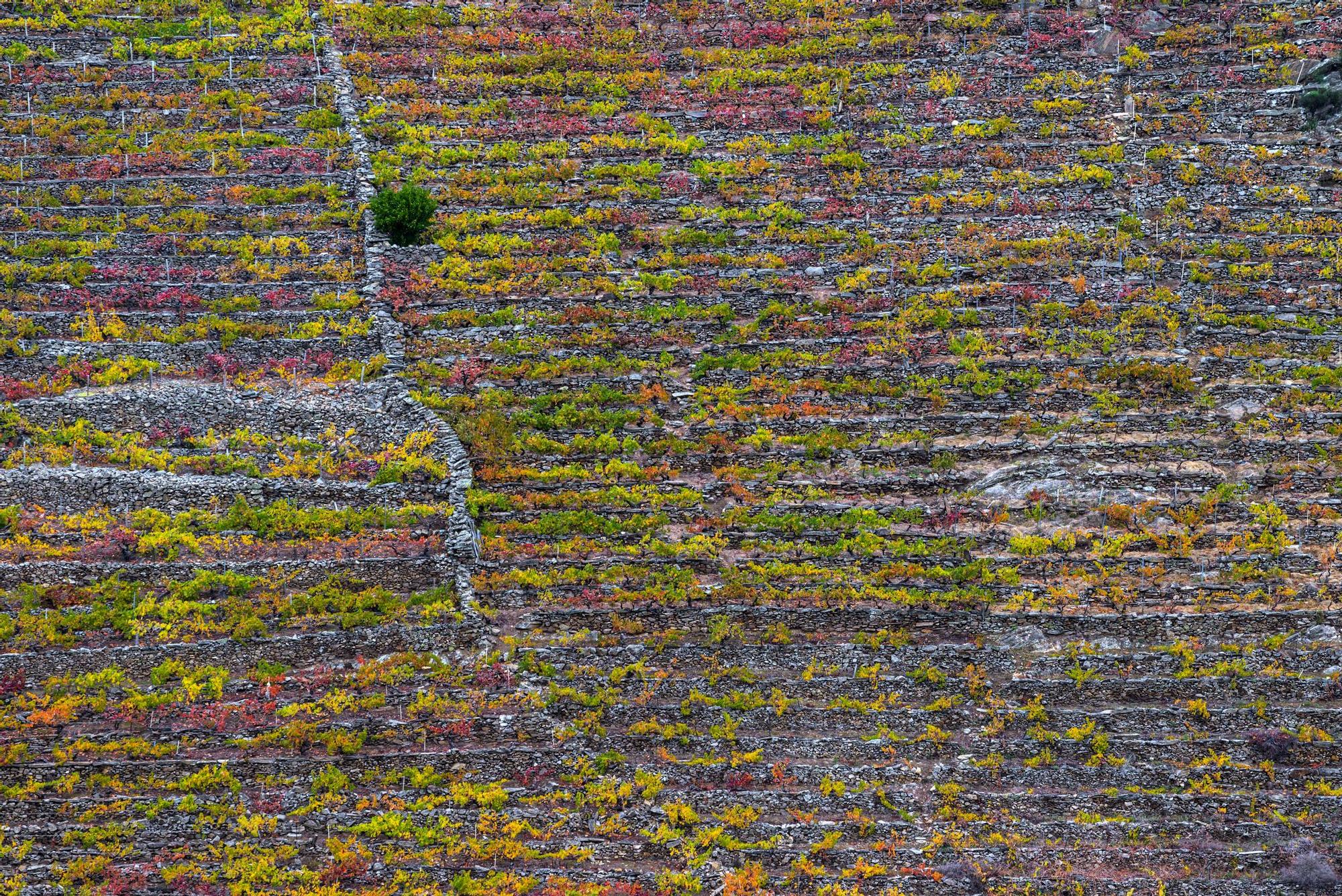 Terrazas de viñedos en la Ribera Sacra