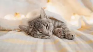 Las razas de gatos más tranquilos: serenidad a cuatro patas