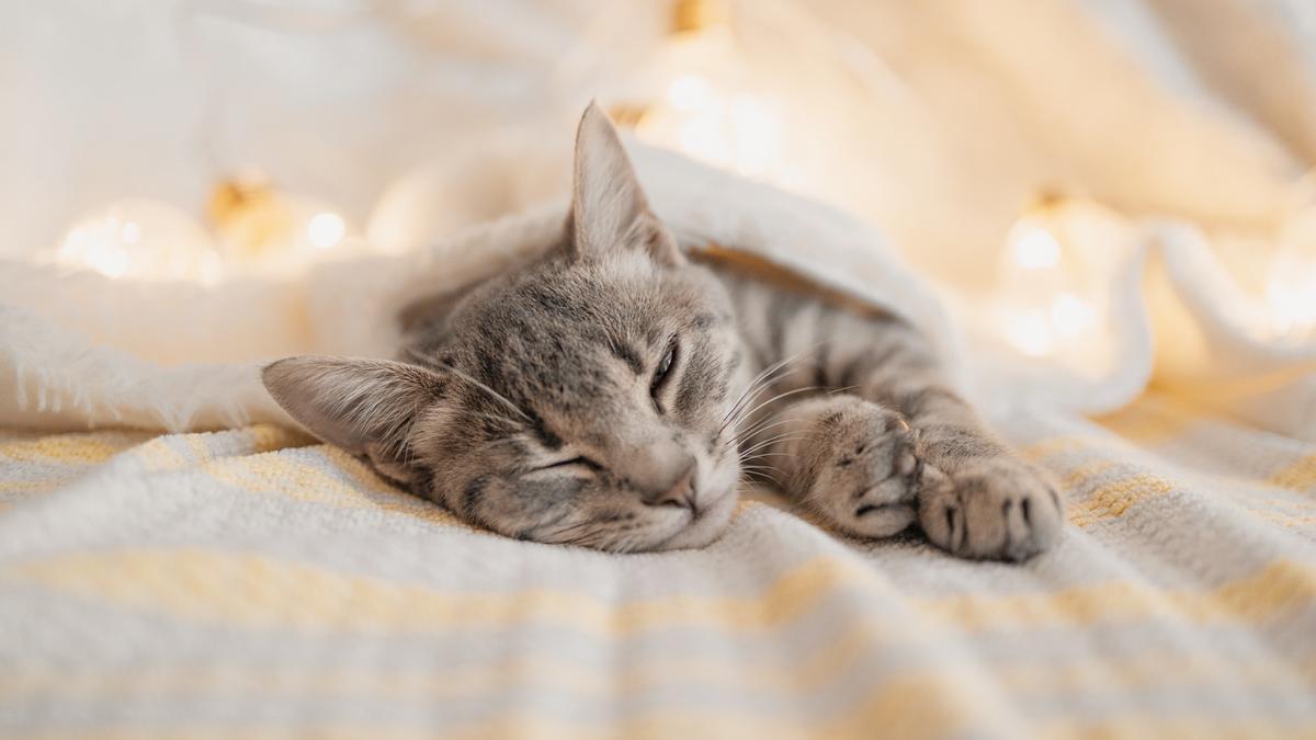 Descubre las razas de gatos más tranquilas: compañeros equilibrados y relajados.