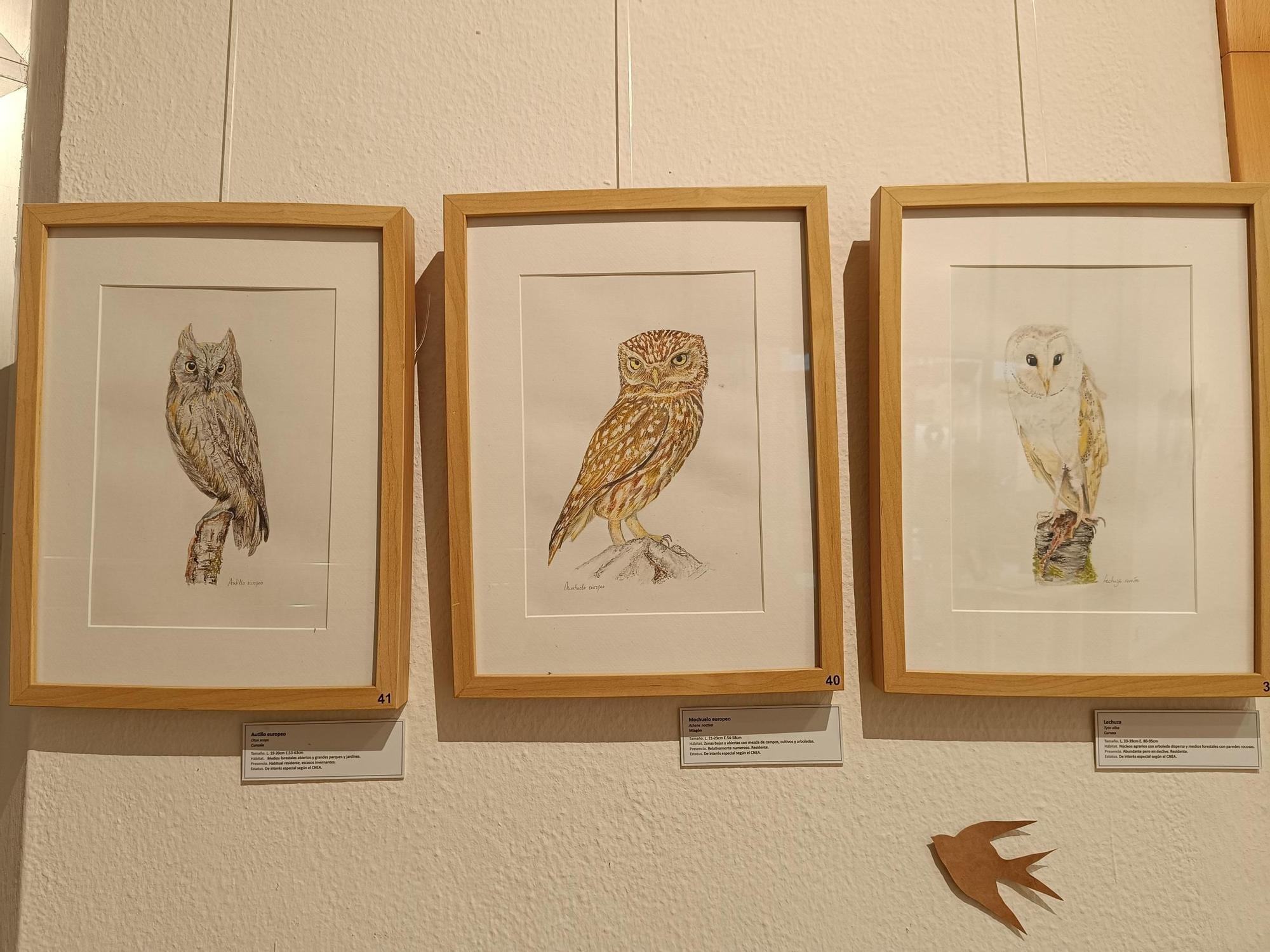 "Aves de tu entorno", la exposición de Isabel González en Posada de Llanera