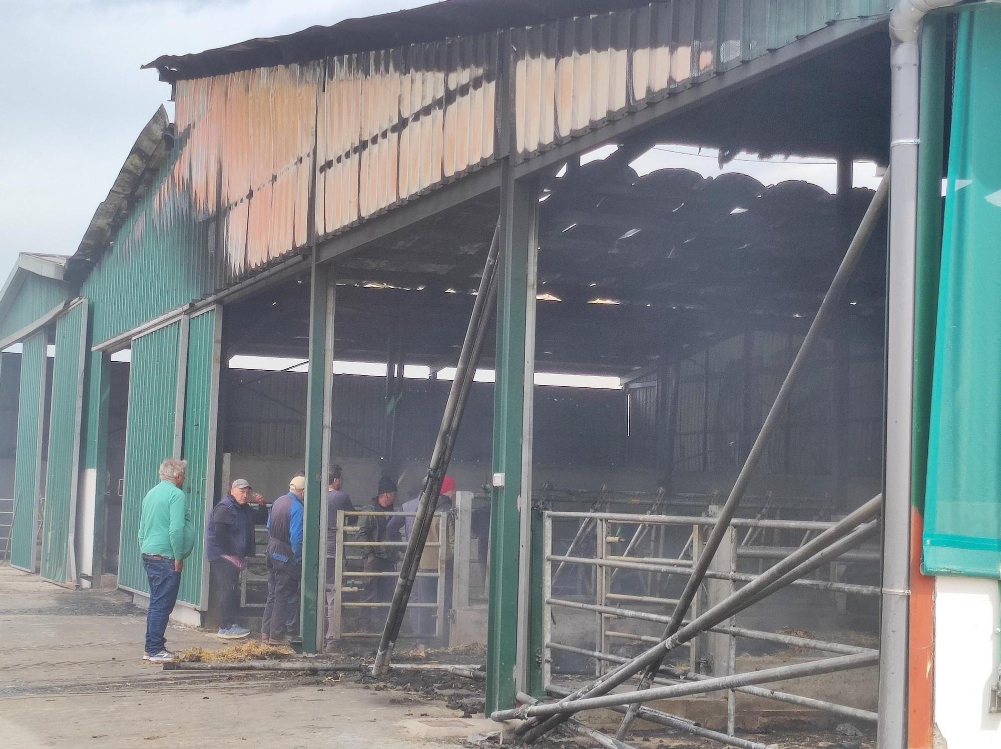 En imágenes: El fuego devora una nave ganadera en Otur (Valdés) y causa daños a un centenar de vacas