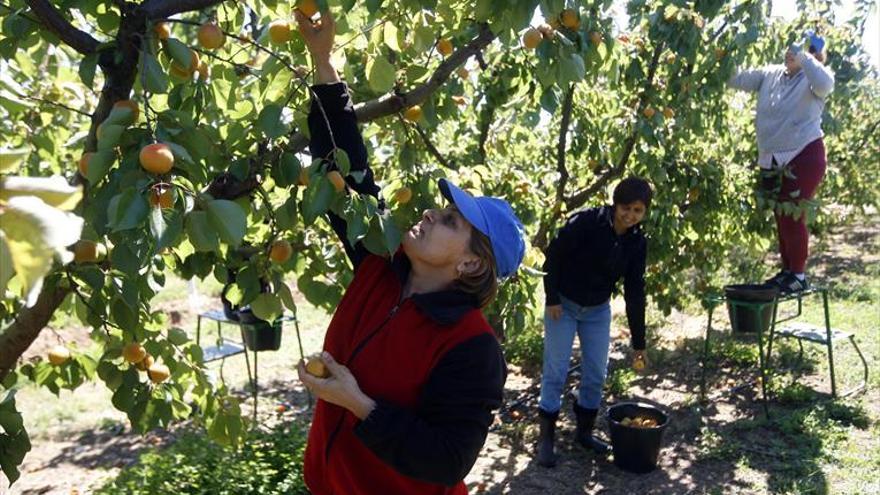 El Gobierno suaviza los requisitos de la PAC para los sectores hortofrutícola y del vino