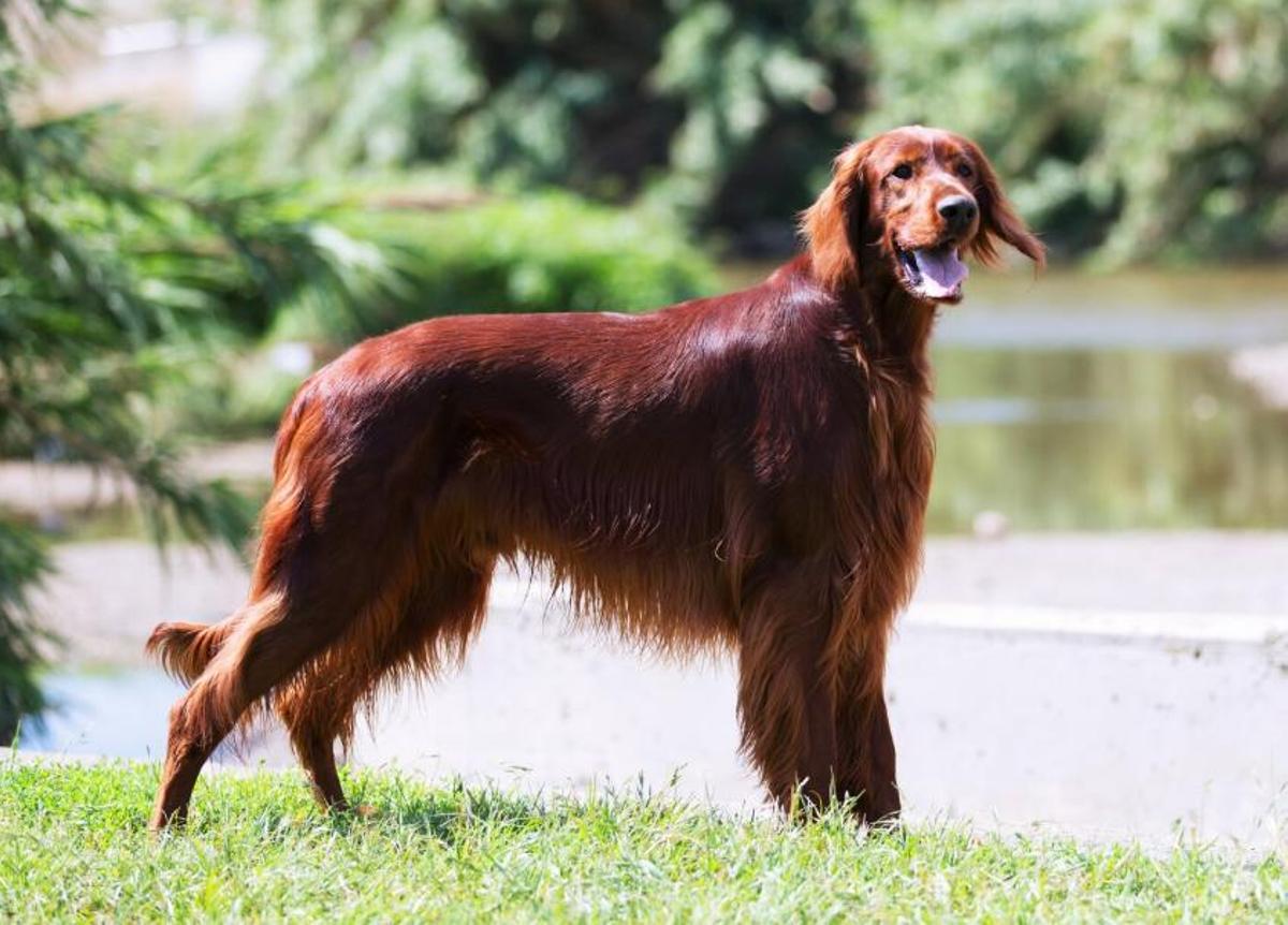 Quins són els gossos que lideren el "top ten" dels gossos més grans?