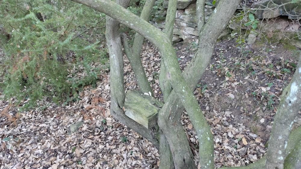 Fent camí pel bosc es poden trobar llocs per asseure’s i descansar.