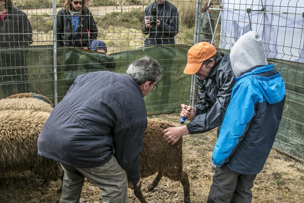 «Concurs de Gossos de Ramat» de Agres.