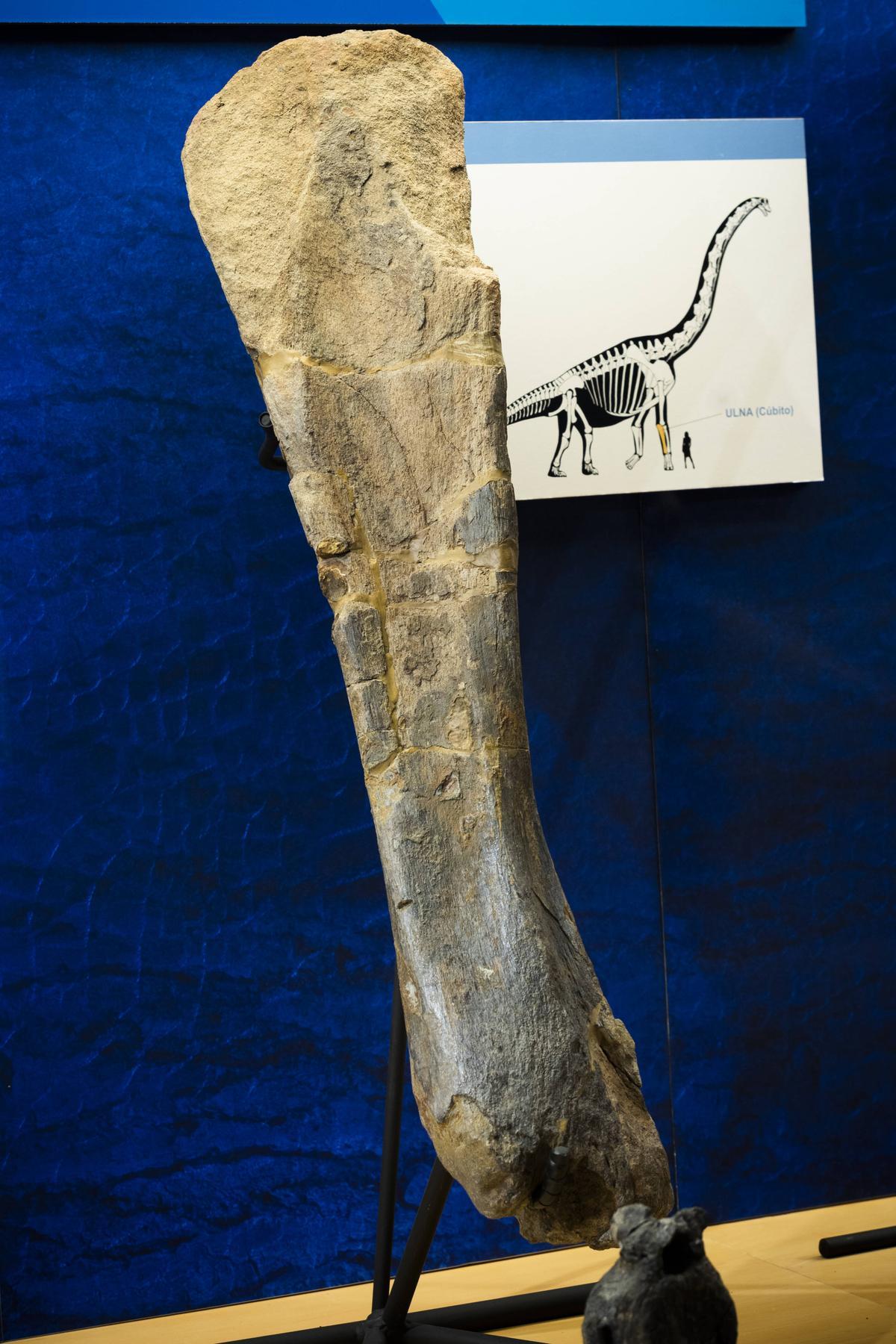 La ulna de 1,25 metros de un braquiosaurio con marcas de mordeduras