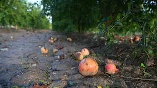 Lluvia con control en el Camp d'Elx en un mal momento para la granada mollar: la humedad y terrenos embarrados complican la recolecta